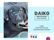 Daiko - der perfekte Familien(jung)hund - Rambin