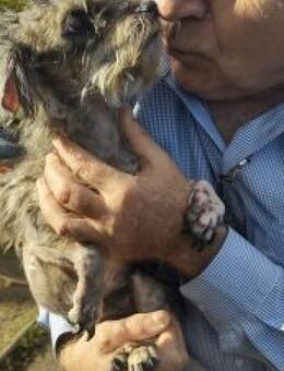 Mia 21 cm - Alpenrod