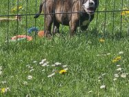 Old english Bulldog Welpen - Heuerßen