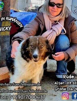 NICKY - geht mit dir durch dick und dünn - Waakirchen