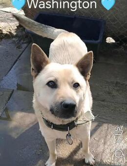 WASHINGTON ♥ Gerettet und gequält - Uetze