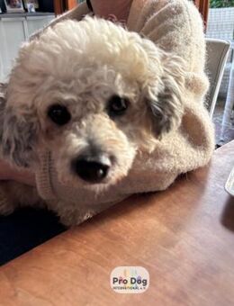 Pepe auf Pflegestelle - Talkau