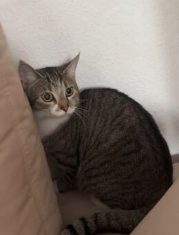 Verschmuste Katze sucht ihre Menschen - Dortmund