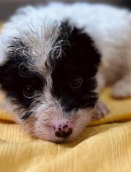 Zauberhafter Welpenjunge Matti - Kallmünz