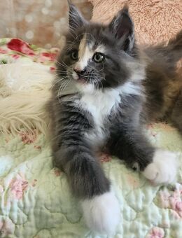 =^..^=Wundervolle Maine Coon kitten mit Stammbaum aus seriöser Zucht =^..^= - Bad Berleburg