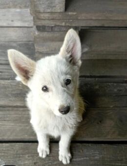 Welpe der Westsibirischen Laika - Würzburg