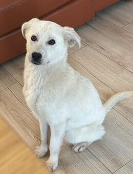 Knut - freundlich, lernwillig - in DE - Westerholt