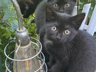 BKK Katze kitten schwarz - Eberdingen