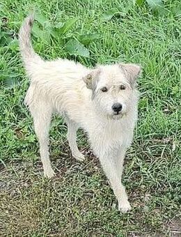 LEOTIE ♥ gerettet aus Tötung Slatina - Uetze