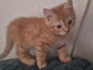 1 Süßes Mädchen sucht noch neues Zuhause! - Potsdam