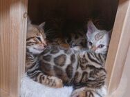 Bengal Babys mit schönen Rosetten - Dingolfing