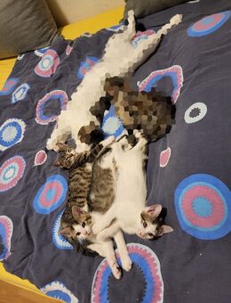 Drei Kitten suchen ein neues Zuhause 🐾 - Leipzig