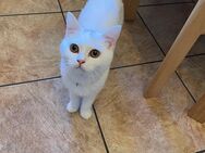 Reinrassige Britisch kurzhaar Katze - Oberhausen