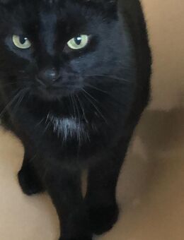 Kater sucht neues Zuhause - Frankfurt (Main) Schwanheim