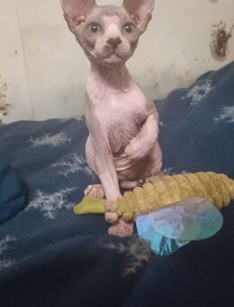 Wundervoller Canadian Sphynx Kater „Leon“ sucht ein liebevolles Zuhause - Kleve Zentrum