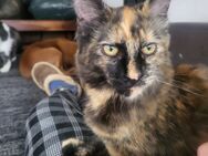 Maine Coon Mädchen - Northeim