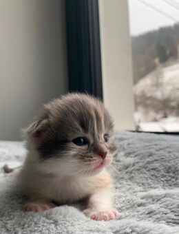 Für sieben Maine-Coon-Kätzchen werden Zuhause gesucht. - Zell (Wiesental)