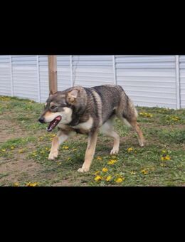 Toffee - Mehr Familienhund geht nicht! - Schlitz