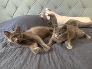 Fairy & Caillou suchen ein neues Zuhause - Kleinostheim