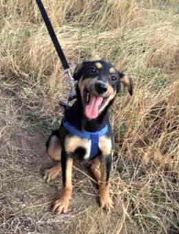 Toller Junghund Emil sucht - Berlin