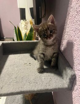 Türkisch Angora Hauskatze Mix - Gelsenkirchen Horst