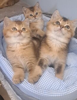 BKH Kitten, 015756449437 - Mörnsheim
