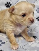 Chiuahua Pomchi Welpen in 58099