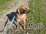 Molli möchte die Welt entdecken🌍 - Essingen (Rheinland-Pfalz)