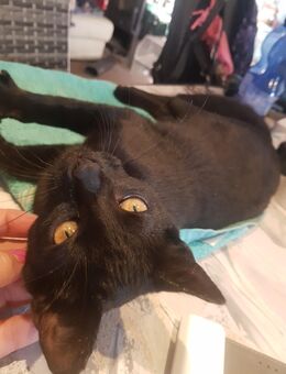 Sehr liebes kleines Kätzchen, Kitten Katzen Babys suchen ihr Zuhause - Bernburg (Saale)