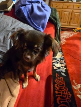 Chihuahua Hündin Reinrassig Langhaar - Kraftisried