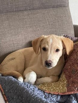 Kleiner Yaro🌺sucht liebevolles Zuhause - Seggebruch