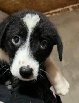 CHESS - bezaubernder Welpenjunge - Kallmünz