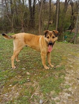 Maxi sucht dringend seine Familie - Bissingen