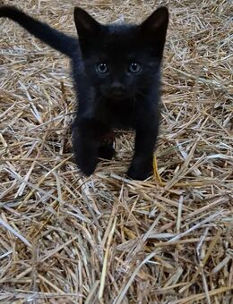 Katzenbabys / Kitten - Lauterhofen