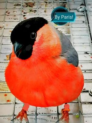 Profil