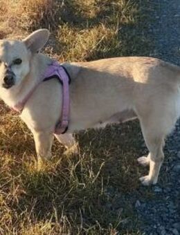 Kleine tapfere Bianca sucht ihre Familie - Koblenz