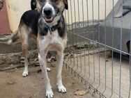 🆘 Notfall 🆘 Notfall 🆘❤️Süßer Romeo❤️ - Eislingen (Fils)