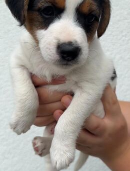 Parson Russell Terrier mit VDH-Papieren - Merseburg