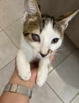 Jimbo aus dem Tierschutz - Grevenbroich