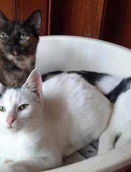 Dinos 🐱 sucht sein Glück - Kirchheim (München)