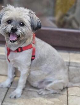 Bubu und Piscotel - 2 Bichon-Mix suchen - Blaustein
