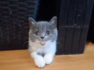 Reinrassige Bkh Kitten - Wasserburg (Inn) Zentrum