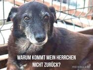 Hundeopa Costica sucht seine Menschen - Neuhausen (Fildern)