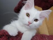 Maine Coon kitten Mädchen rein weiß - Berlin Spandau