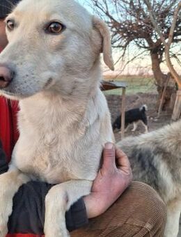 Bezaubernde Elly - Köln