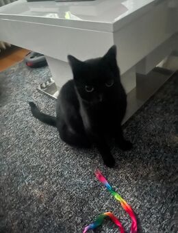 Dobby und Bagira suchen ein neues Zuhause - Velbert Zentrum