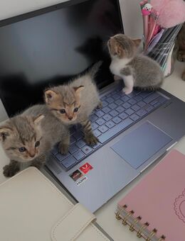 süße Katzenbabys (Kitten) abzugeben 🐾 - Krefeld