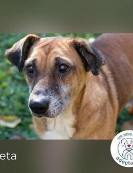 Arjeta:treue Begleiterin an deiner Seite - Kirchzell