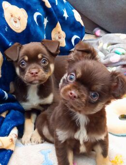Bildhübsche Chihuahua Pinscher Mix Fluffy Welpen - Marienberg