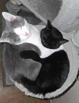 British Kurzhaar Katze - Erlensee